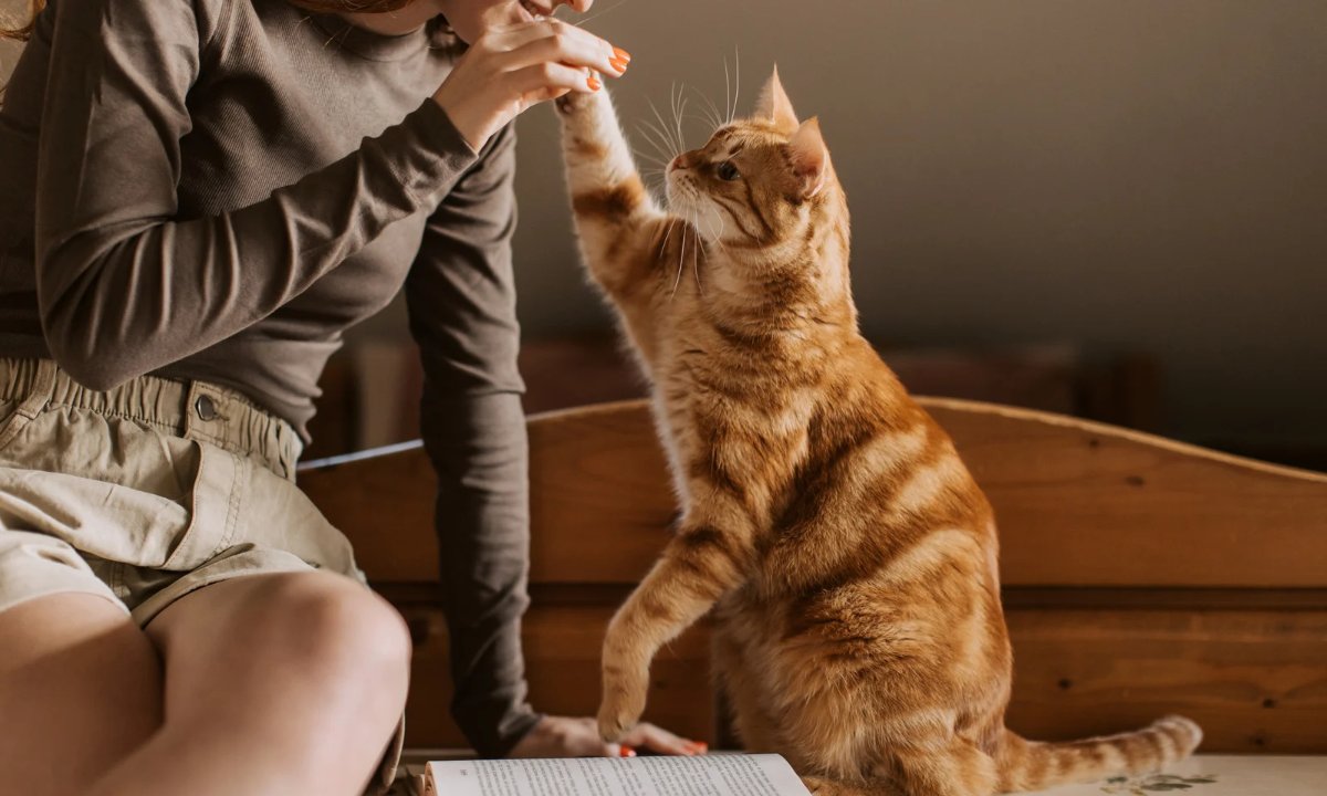 Rudy kot podaje łapę opiekunce podczas wizyty. Opieka nad kotem w Poznaniu