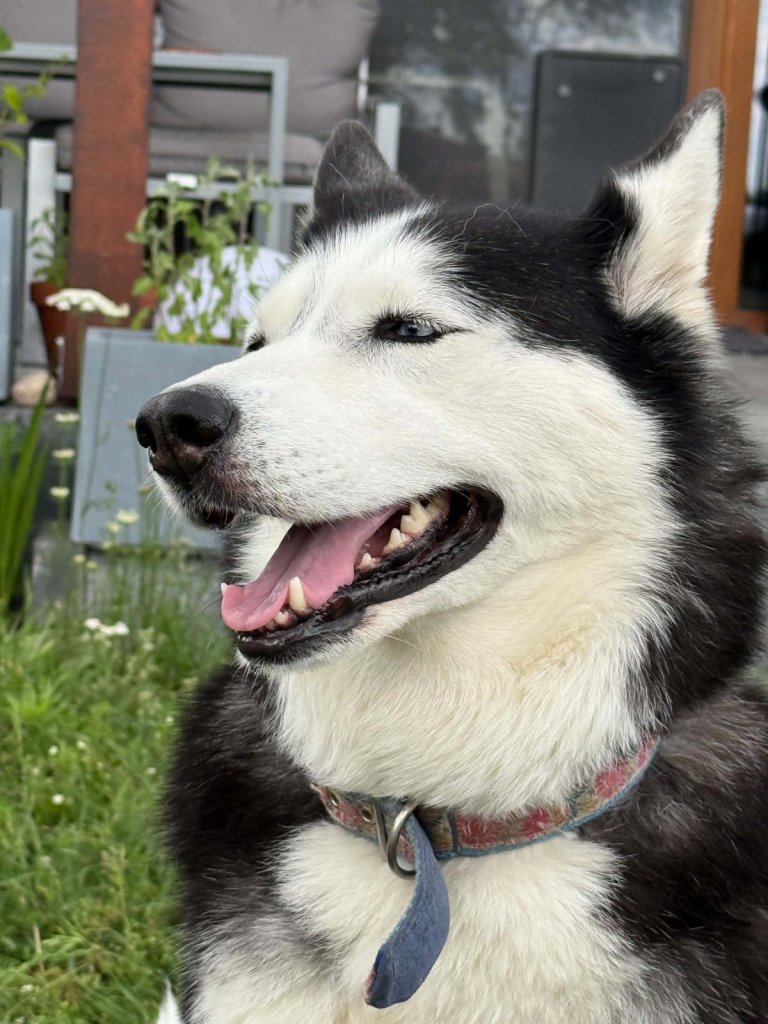 Lucyna, husky. Podopieczna Kociej Domówki, spacery z psem w Poznaniu